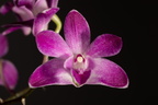 2016-11-07 Pink Purple Pea Orchid